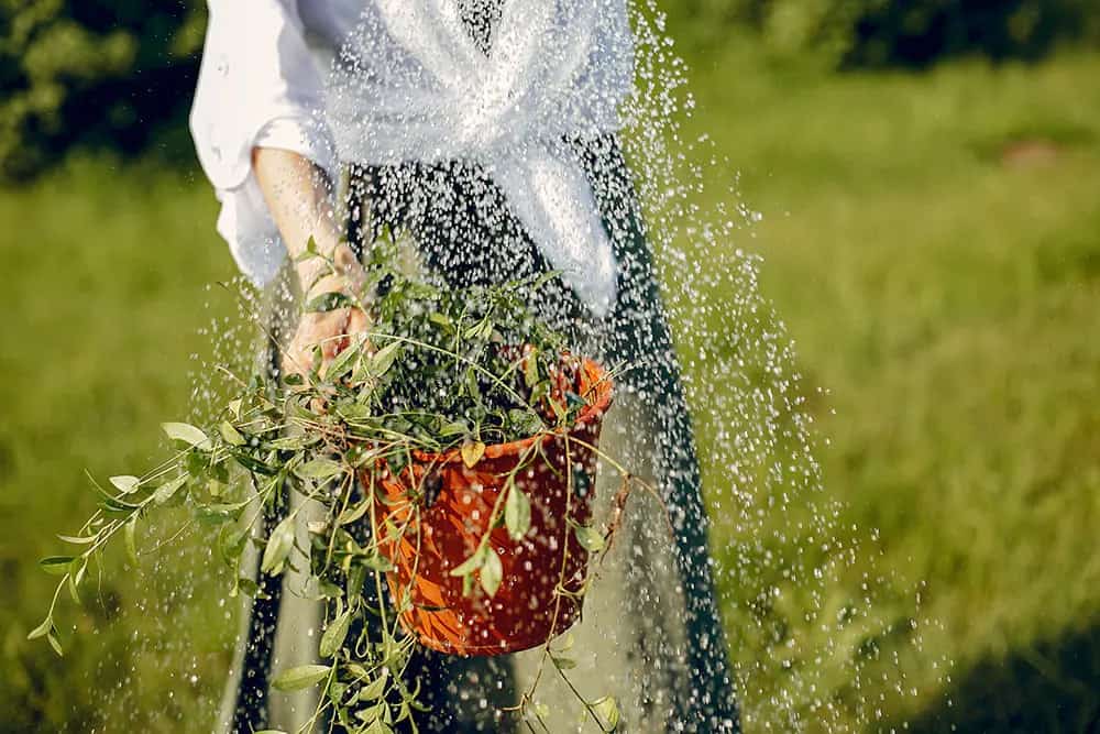 Bad Watering Practices