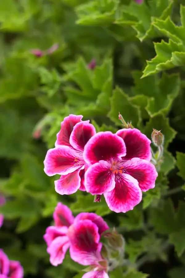 Petunias