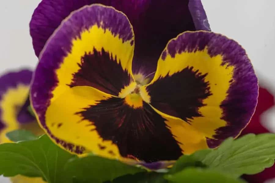 Pansies