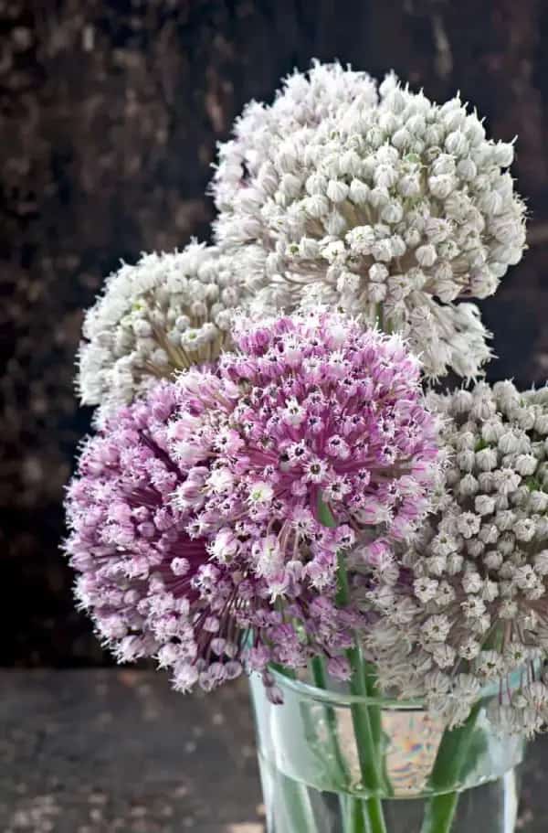 Sweet Alyssum