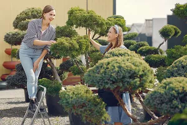 Choosing a Topiary