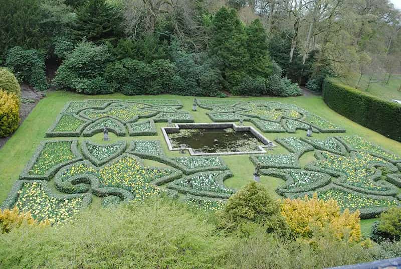 Boxwood Topiary Plant