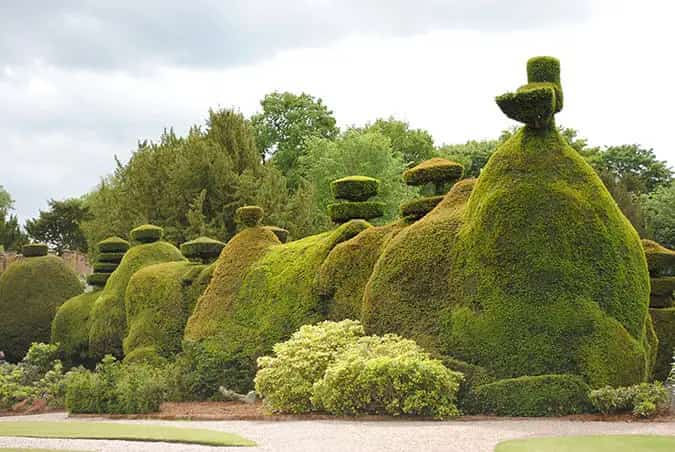 Yew Topiary plant