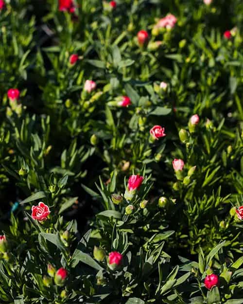 Red Robin Plants