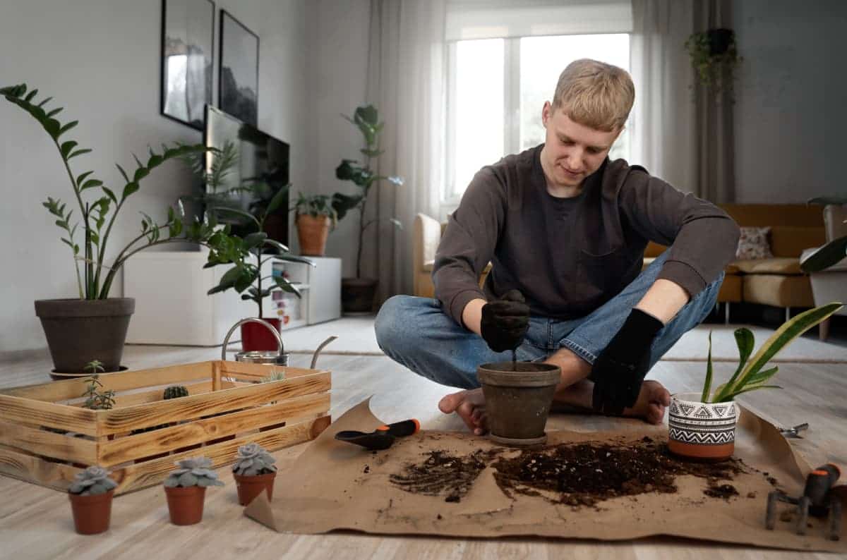 Best Soil for Indoor Plants