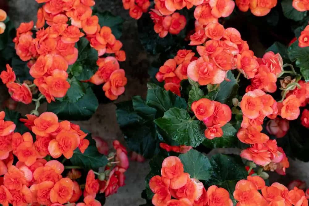 Begonia Flowers