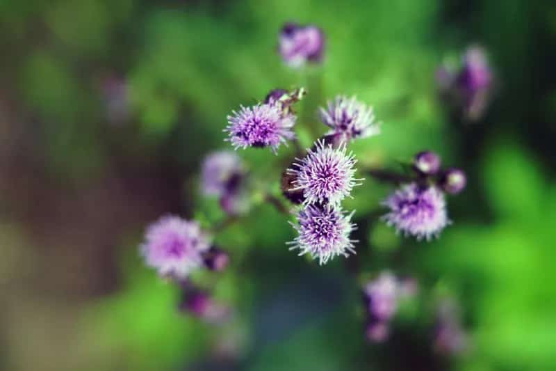 Touch Me Not flower (Mimosa Pudica)