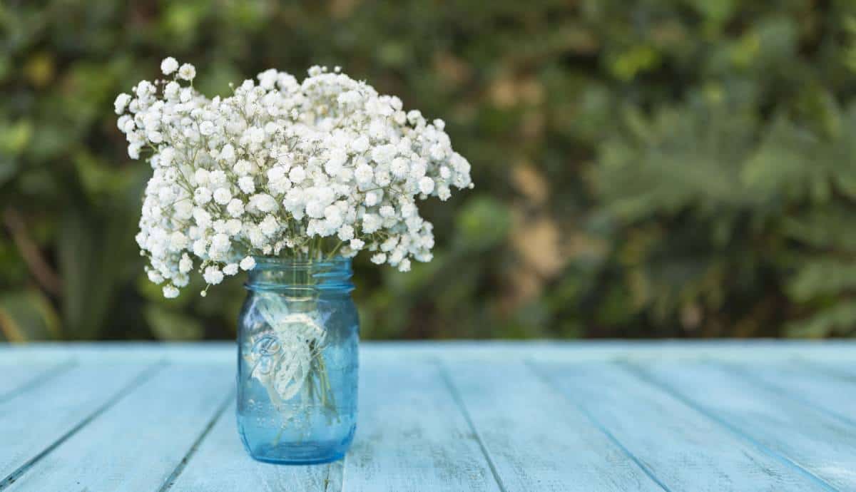 Baby's Breath Flowers