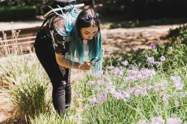 How To Plant Baby's Breath Flower