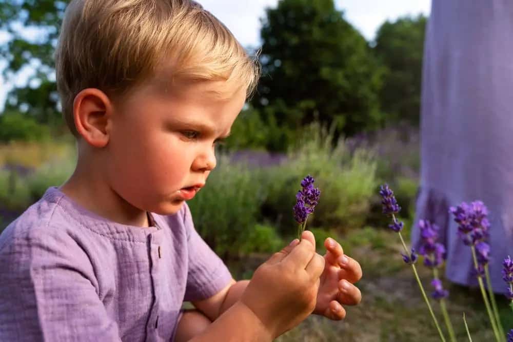 Where Can I Plant My Baby's Breath?