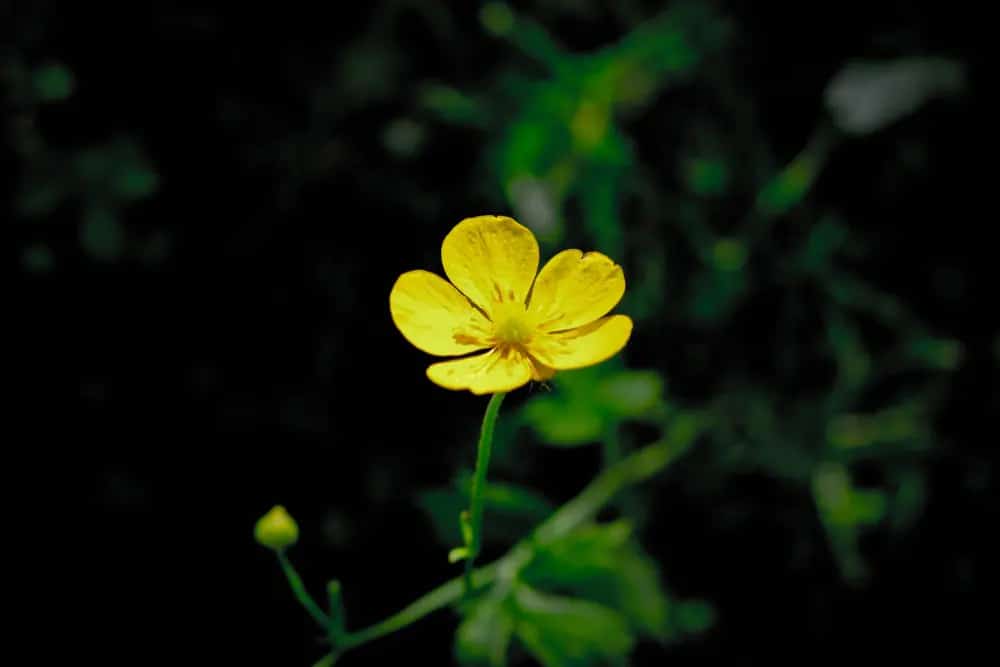 Buttercups