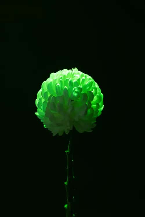 Green Carnations