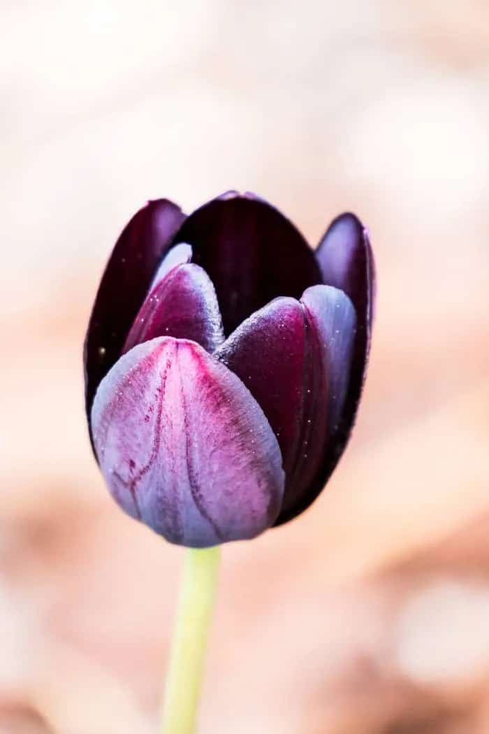 Absalon Tulip