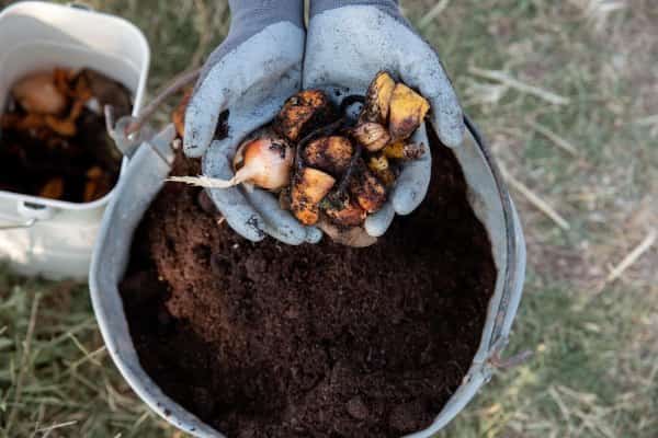 Harvested Compost