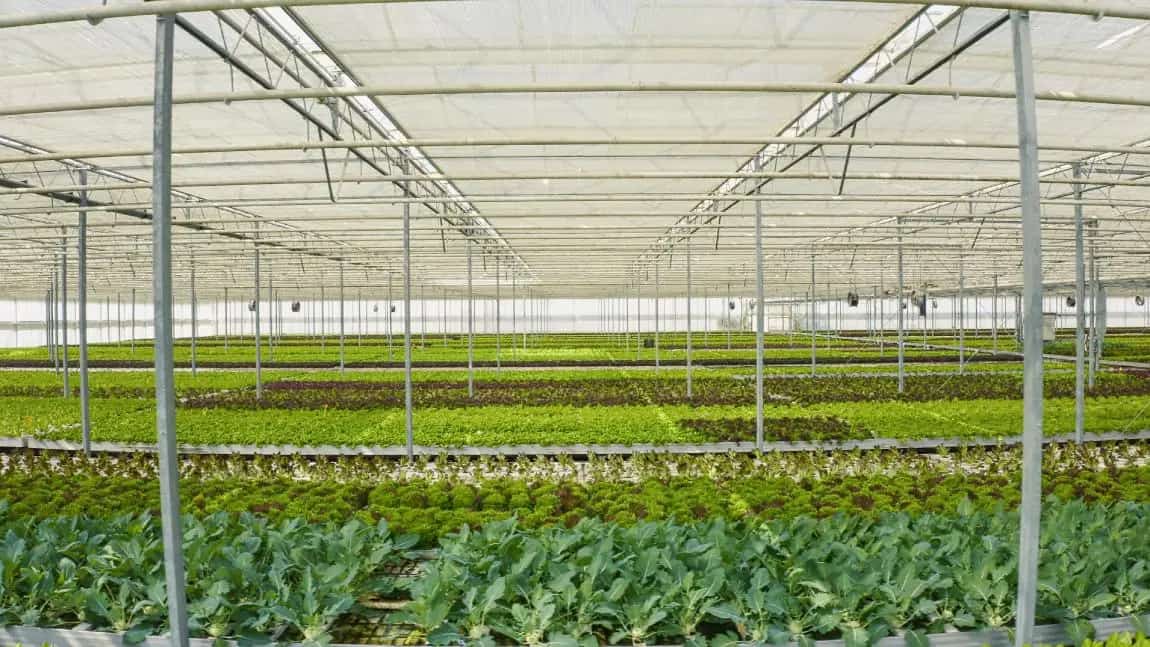 Hydroponics Systems Cost