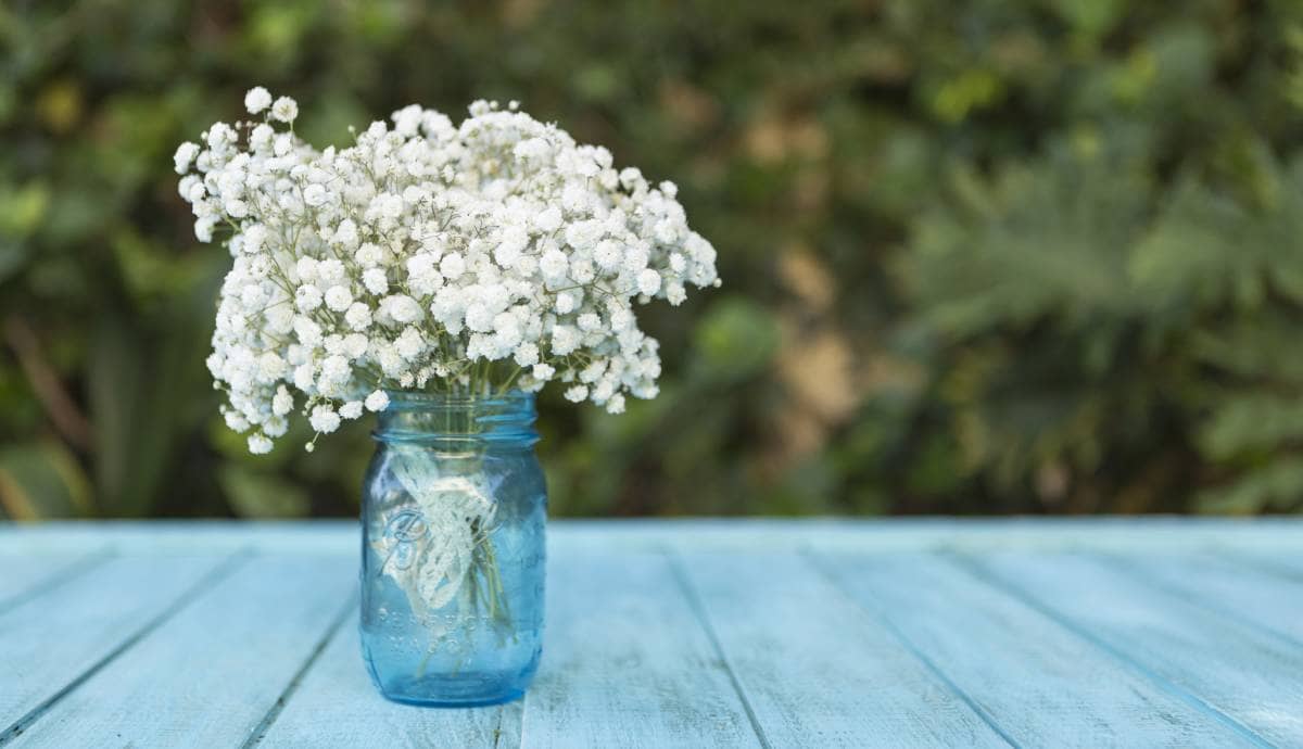 Baby’s Breath Flowers