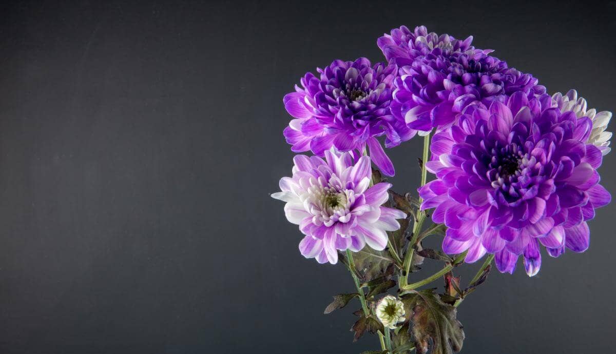 62 Types of Purple Flowers Names